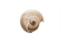 Spiral seashell with a smooth, symmetrical structure and a Royalty Free Stock Photo