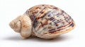 Spiral Seashell White Background Close-Up Royalty Free Stock Photo