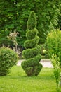Spiral shape cutted thuja tree in the garden. The use of evergreen plants in landscape design. Royalty Free Stock Photo