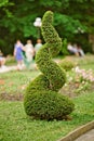 Spiral shape cutted thuja tree in the garden. The use of evergreen plants in landscape design. Royalty Free Stock Photo