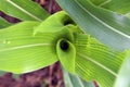 A spiral shape of a young corn plant leaf Royalty Free Stock Photo