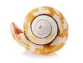 Spiral-shaped sea shell isolated on white background Royalty Free Stock Photo