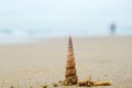 Spiral-shaped sea shell on the sandy beach on a blurred background Royalty Free Stock Photo