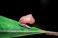 Snail hiding during the day, Nosy Komba, Madagascar