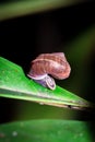 Snail hiding during the day, Nosy Komba, Madagascar
