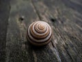 A spiral-shaped snail shell lies