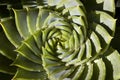 Spiral shaped succulent plant