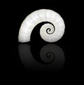 Spiral Shell Royalty Free Stock Photo