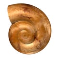 Spiral shell