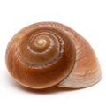 Spiral shell Royalty Free Stock Photo
