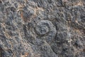 Spiral Shell Fossil Royalty Free Stock Photo