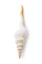 Spiral shell isolated on a white background. Fusinus colus light color