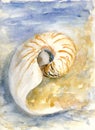 Spiral shell