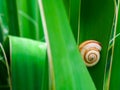 Spiral snail shell on green plant stem Royalty Free Stock Photo