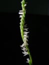 Spiral small orchid flower stalk on black background