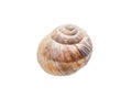 Spiral snail house or shell isolated on white background. Royalty Free Stock Photo