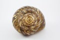 Spiral snail shell