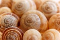 Spiral snail shells. Gastropod shells. Macro, closeup. Royalty Free Stock Photo