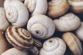 Spiral snail shells. Royalty Free Stock Photo