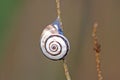 Spiral snail stuck on a tree branch