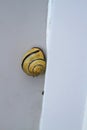 Spiral snail on a wall