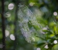 Spiral Spider web. Royalty Free Stock Photo