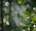 Spiral Spider web.