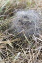 Spiral Spider Web With Tiny Water Droplets