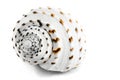 Spiral spotty seashell. Royalty Free Stock Photo