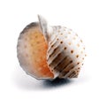 Spiral spotty seashell. Royalty Free Stock Photo