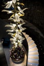 Spiral Staircase and crystal glowers Royalty Free Stock Photo