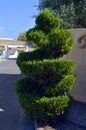 Spiral Topiary conifer Royalty Free Stock Photo