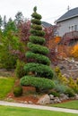 Spiral Topiary Tree in Home Front Yard