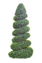 Spiral topiary tree isolated on white background for formal Japanese and English style artistic landscape architecture design gard Royalty Free Stock Photo