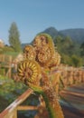 Spiral tree fern Royalty Free Stock Photo