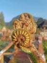 Spiral tree fern Royalty Free Stock Photo