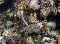 A Spiral Tube Worm in the Mediterranean Sea