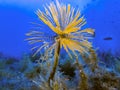 Spiral Tubeworm Spirographis spallanzani Royalty Free Stock Photo