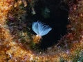 Spiral Tubeworm Spirographis spallanzani Royalty Free Stock Photo