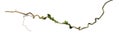 Spiral twisted jungle tree branch, vine liana plant isolated on white background, clipping path included. HD Image and Large Royalty Free Stock Photo