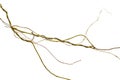 Spiral twisted jungle tree branch, vine liana plant isolated on white background, clipping path included Royalty Free Stock Photo