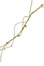 Spiral twisted jungle tree branch, vine liana plant isolated on white background, clipping path included Royalty Free Stock Photo