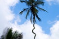 Spiral Twisted Palm Tree