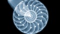 Spiral, a visual representation of mathematical Fibonacci sequ Royalty Free Stock Photo
