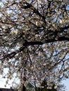 Spiral of white blossoms