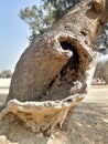 Spiral wood stump of old tree