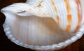 Spiral wound seashell isolated on brown background Royalty Free Stock Photo