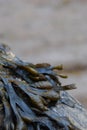 Spiral Wrack Fucus spiralis seaweed exposed at low tide