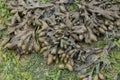 Spiral Wrack Fucus spiralis seaweed exposed at low tide