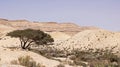 Spiraled Acacia Stands Guard over a Wadi in the Large Crater in Israel